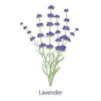 Fresh fragrant Lavender flowers bouquet. Isolated on a white background. Vector illustration.