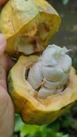 el contenido de la fruta de theobroma cacao o lo que a menudo llamamos vainas de cacao video