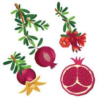 Pomegranate branches with fruits and flowers. Symbol of good luck, eternal life, love, fertility, abundance. Symbol of Israel and Azerbaijan vector