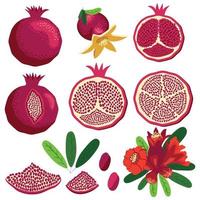 Set pomegranate fruit segment. Fruits collection isolated on white vector