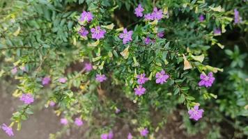 de löv och små skön blommor av de cuphea hyssopifolia växt eller vanligen kallad de taiwan skönhet växt. video