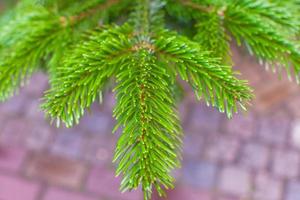 Coniferous trees on sale outdoors photo