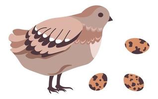 Quail bird with eggs, hatching avian animal vector