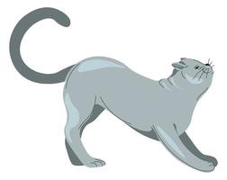 Stretching grey cat, feline animal portrait kitty vector