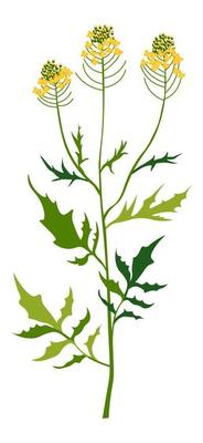 Sisymbrium altissimum wildflower in blossom vector