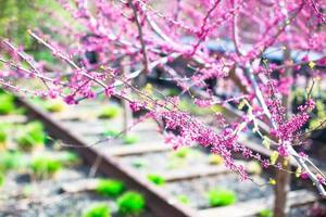 Sunny spring day on New York's High Line photo