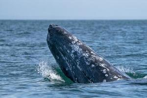 ballena gris mientras salta espiando fuera del mar foto