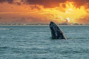 ballena gris mientras salta espiando fuera del mar al atardecer foto