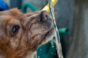 Thirsty Dog puppy cocker spaniel drinking photo