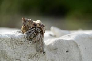 Hermit crab on white sand tropical paradise beach photo