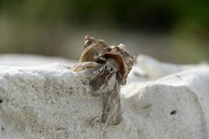 Hermit crab on white sand tropical paradise beach photo