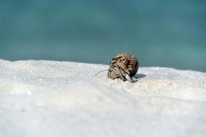 Hermit crab on white sand tropical paradise beach photo