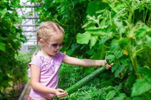 Cute little girl collects crop cucumbers in the greenhouse photo