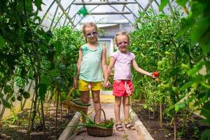 Cute little girls collect crop cucumbers in the greenhouse photo