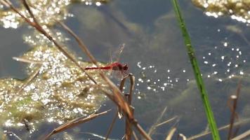A red dragonfly perched on the grass solitary and the strong wind was moving its wings, head and tail moving with the wind on a bright and hot day bristling the water canal. video