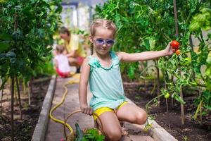 niña linda recoge cultivos de pepinos y tomates en invernadero foto