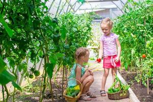 Cute little girls collect crop cucumbers in the greenhouse photo