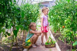 lindas niñas recogen pepinos de cultivo en el invernadero foto