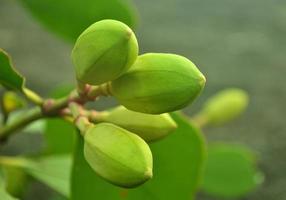 Alas, INDONESIA, 2022 - Mangrove flower buds before blooming photo