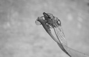 Dompu, INDONESIA, 2022 - Tonggeret or magicicada a light on leaf in monochrome isolated photo