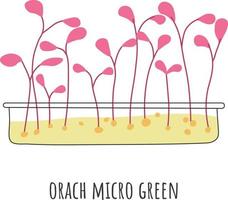 follaje y plantas, orach microgreen alimentos y verduras para ensaladas y platos además. brotes y tallos, hojas y vegetación. dieta y nutrición saludable. vector en la ilustración de estilo plano