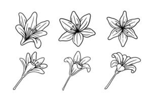 conjunto de flores de lirio dibujadas a mano para adornos de diseño romántico y vintage vector