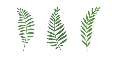 Collection of fern isolated for organic design element vector