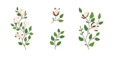 Set of cotton flower illustration for nature design element vector