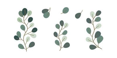 Set of Eucalyptus plant illustration for nature design element vector