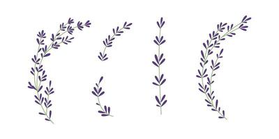 Thyme plant Hand drawn illustration  for simple rustic design vector
