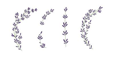 Thyme plant Hand drawn illustration  for simple rustic design vector