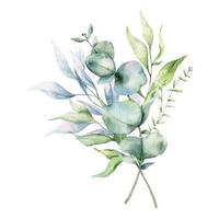 Eucalyptus Bouquet Watercolor, Floral Bouquet, Greenery Arrangement, Floral Arrangement, Green Leaves Composition vector