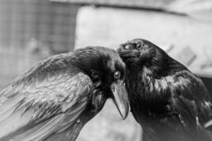 Beautiful black crows sit on a stump photo