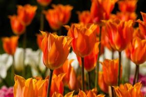 Spring field of colorful tulips photo