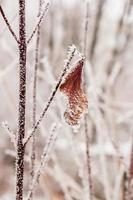 Leaves covered with hoarfrost and snow close up photo