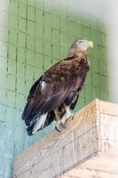 An eagle and a falcon sit on a close-up branch photo