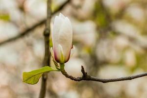 Macro blooming magnolia on a close-up branch photo