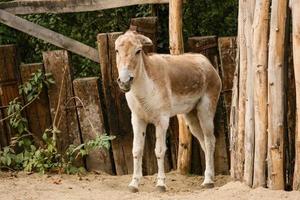 Donkey is standing near the fence photo