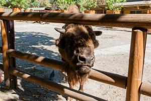 Buffalo head close-up photo