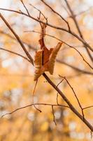 Withered autumn leaves on a tree branch photo