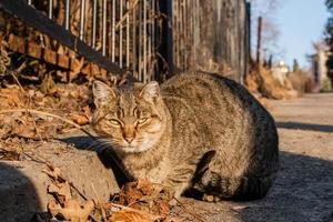 The street cat is heated in the sun's rays photo