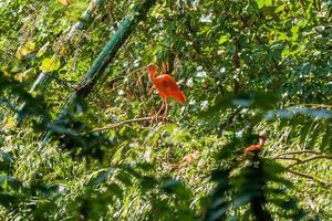 Red ibis basks in the sun photo