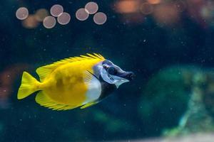 Fish Siganus vulpinus photo