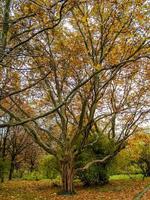 Large tree with a branch photo