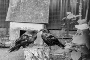 Beautiful black crows sit on a stump photo