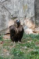 Bird vultures standing on grass photo