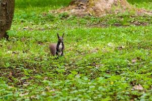 Dark brown squirrel black, gray photo