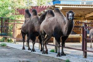 Two-humped camel close-up photo