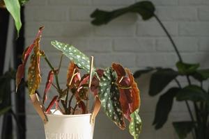 Home potted plant begonia maculata polka dot leaves decorative deciduous in interior on table of house. Hobbies in growing, greenhome photo