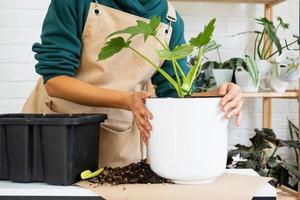 Transplanting a home plant Philodendron into a new pot. A woman plants a stalk with roots in a new soil. Caring and reproduction for a potted plant, hands close-up photo